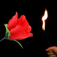 🔥Magic Rose - Torche vers Rose💖